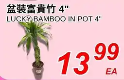 Foody World Lucky Bamboo In Pot 4" offer