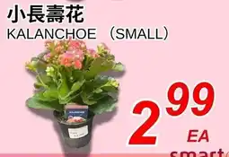 Foody World Kalanchoe (small) offer