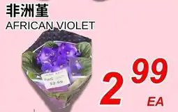 Foody World African violet offer