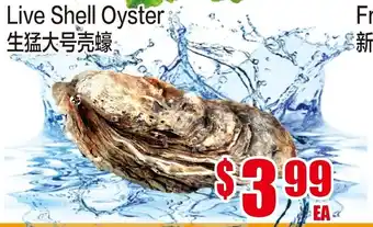 Live Shell Oyster