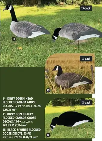 Dirty dozen head flocked canada goose decoys