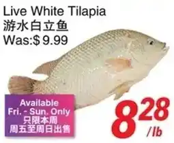 Foody World Live White Tilapia offer