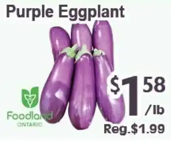 Purple Eggplant