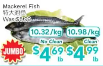 Mackerel Fish