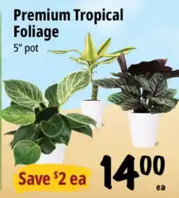 Farm Boy Premium Tropical Foliage offer