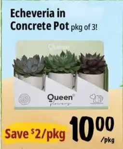 Farm Boy Echeveria in Concrete Pot offer