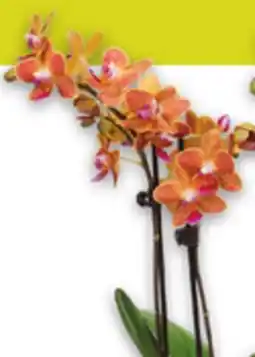 Metro ORCHIDS offer
