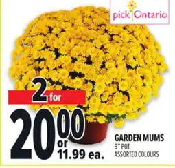 Metro GARDEN MUMS offer
