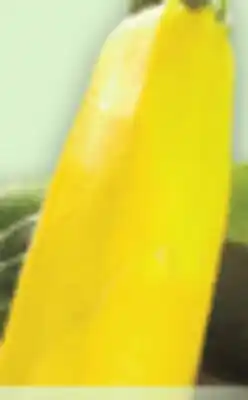 Metro GREEN OR YELLOW ZUCCHINI OR LOCAL FIELD TOMATOES offer
