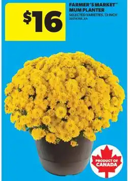 Real Canadian Superstore FARMER'S MARKET MUM PLANTER, 13 INCH offer