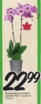Sobeys Phalenopsis Orchid in Ceramic Pot offer