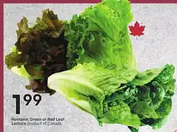 Sobeys Romaine, Green or Red Leaf Lettuce offer