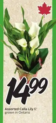 Sobeys Assorted Calla Lily offer