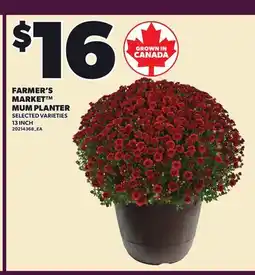 Loblaws FARMER'S MARKET MUM PLANTER, 13 INCH offer