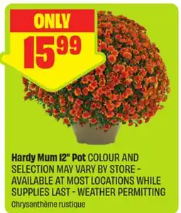 FreshCo Hardy Mum 12 Pot offer