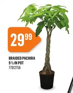 Canac Braided Pachira 9 1/2 in Pot offer