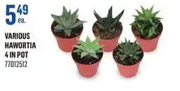 Canac Various Hawortia 4 in Pot offer