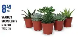 Canac Various Succulents 5in Pot offer
