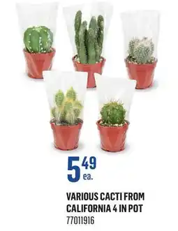 Canac Various Cacti from California 4 in Pot offer