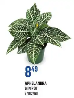 Canac Aphelandra 6in Pot offer