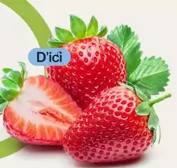 Avril Québec fraises bios offer