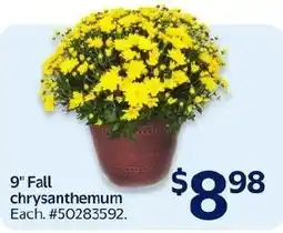 Walmart 9" fall chrysanthemum offer