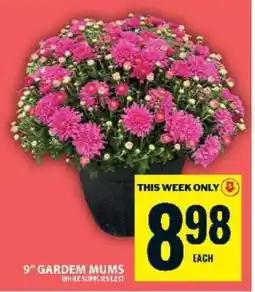 Food Basics 9 Garden Mums offer