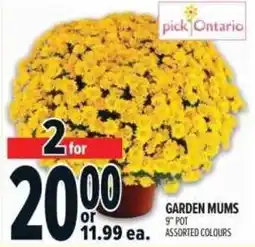 Metro Garden Mums offer