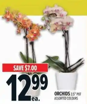 Metro Orchids offer