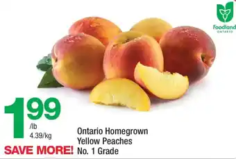 Yellow Peaches