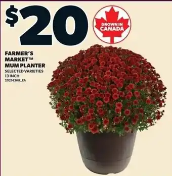 Farmer's Market Mum Planter