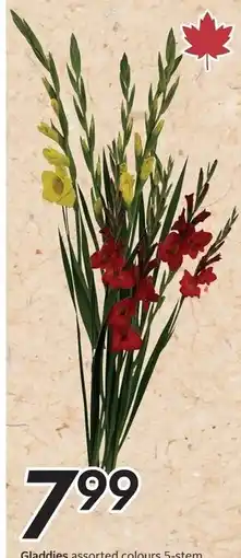 Sobeys Gladdies assorted colours offer