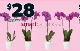 Independent Grocer 5 inch orchid offer