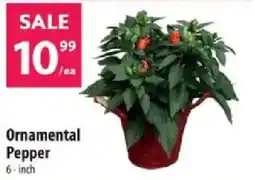 Co-op Ornamental Pepper offer