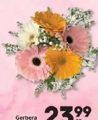 Gerbera
