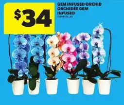 Atlantic Superstore Gem Infused Orchid offer