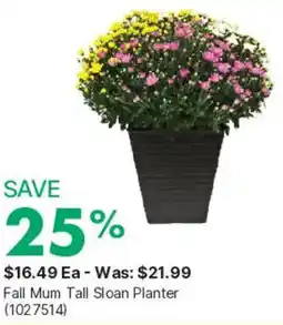 Kent Fall Mum Tall Sloan Planter offer