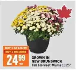 Co-op Fall Harvest Mums offer