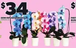 Loblaws Gem infused orchid offer