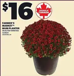 Loblaws Farmer's Market Mum Planter offer