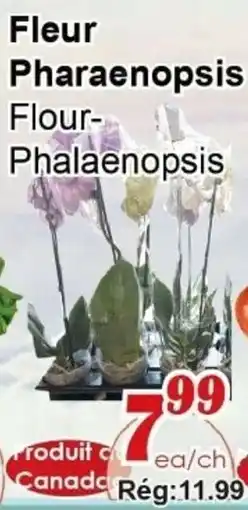 Marche C&T Fleur Phalaenopsis offer