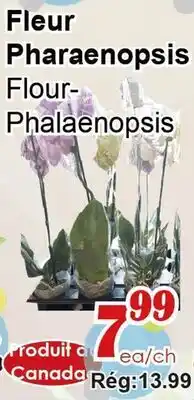 Marche C&T Fleur Pharaenopsis offer