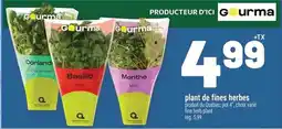 Metro Gourma plant de fines herbes offer