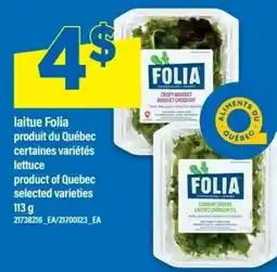 Maxi Folia lettuce offer
