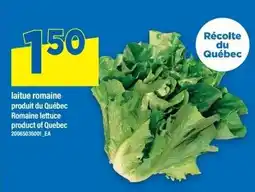 Maxi Romaine lettuce offer