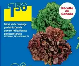 Maxi Laitue verte ou rouge offer