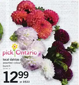 Loblaws pick ontario local dahlias assorted colours. bunch offer