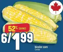 Marché Adonis bicolor corn offer