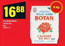 Maxi Botan calrose rice offer