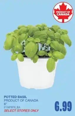 Wholesale Club Potted Basil offer